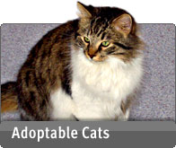 Adoptable Cats