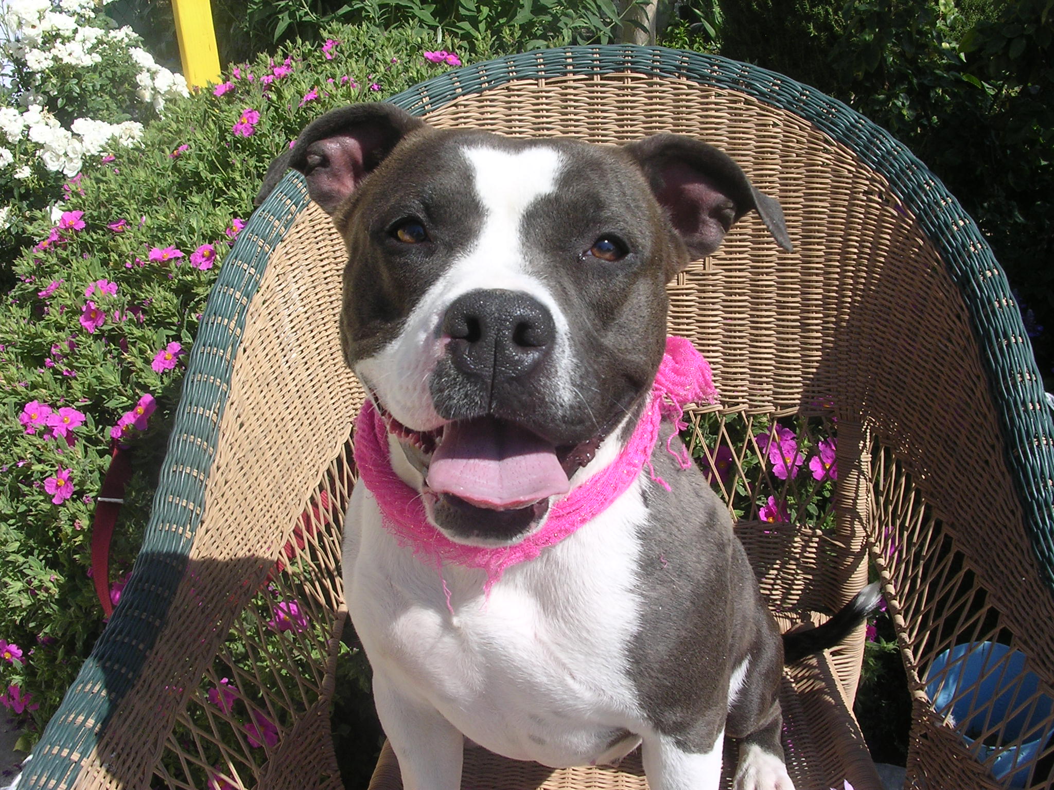Lucero-Sweetest Poochie ever! Lucero-Sweetiest Poochie ever!