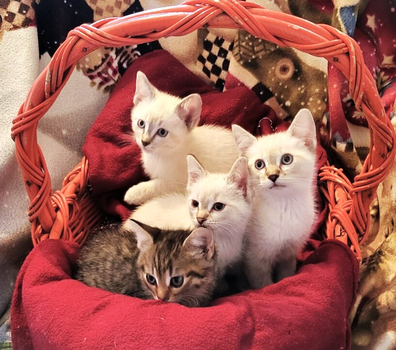 4 baby kittens